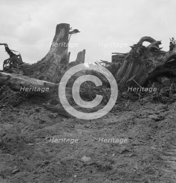 Close-up of stump pile before burning, Michigan Hill, Thurston County, Western Washington, 1939. Creator: Dorothea Lange.
