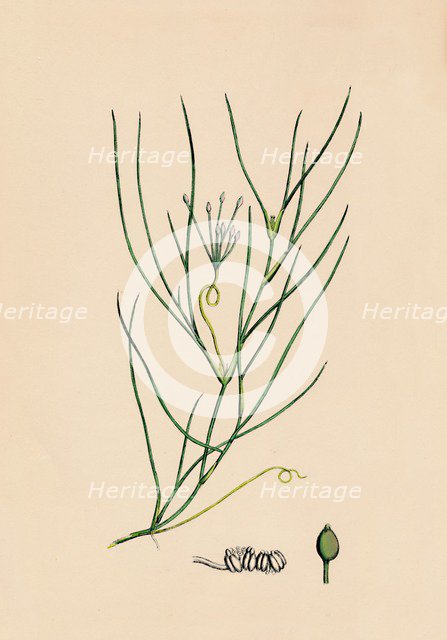 'Ruppia spiralis. Greater Ruppia', 19th Century. Artist: Unknown.