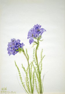 Jacob's Ladder (Polemonium viscosum), 1937. Creator: Mary Vaux Walcott.