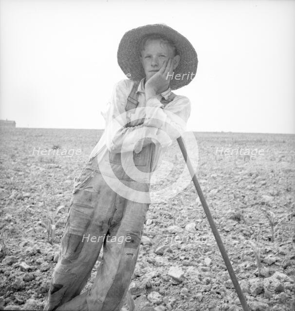 Hoe culture in the South - poor white, North Carolina, 1936. Creator: Dorothea Lange.
