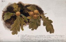Oak leaves with four oak apples, c19th century. Creator: Unknown.