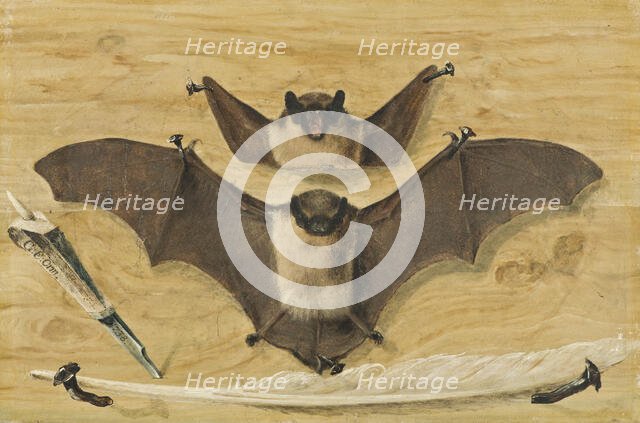 Trompe l'oeil: Two bats nailed to a timber wall, knife and quill pen ("The Bat Painting"), 1738. Creator: Gabriel Orm.