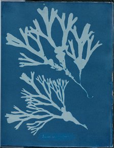 Fucus vesiculosus, 1843 or 1844. Creator: Anna Atkins.