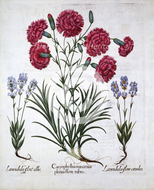 Red Carnation and Lavender, from 'Hortus Eystettensis', by Basil Besler (1561-1629), pub. 1613 (hand
