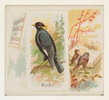 Mino Bird, from the Song Birds of the World series (N42) for Allen & Ginter Cigarettes, 1890. Creator: Allen & Ginter.