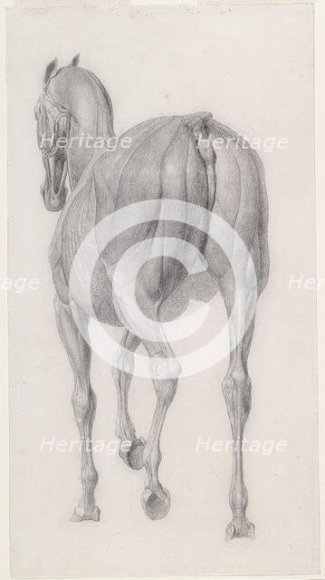 Finished study for 'The Twelfth Anatomical Table of the Muscles ... of the Horse', 1756. Creator: George Stubbs.
