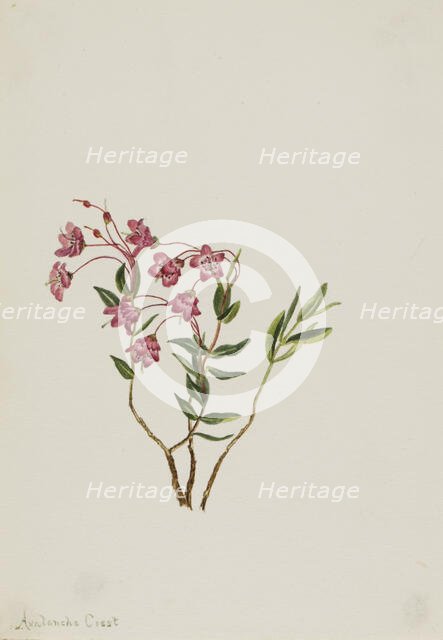 Rocky Mountain Kalmia (Kalmia microphylla), n.d. Creator: Mary Vaux Walcott.