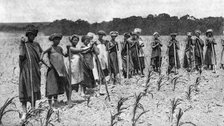 Women hoeing a field of maize, South Africa, c1923. Artist: Unknown