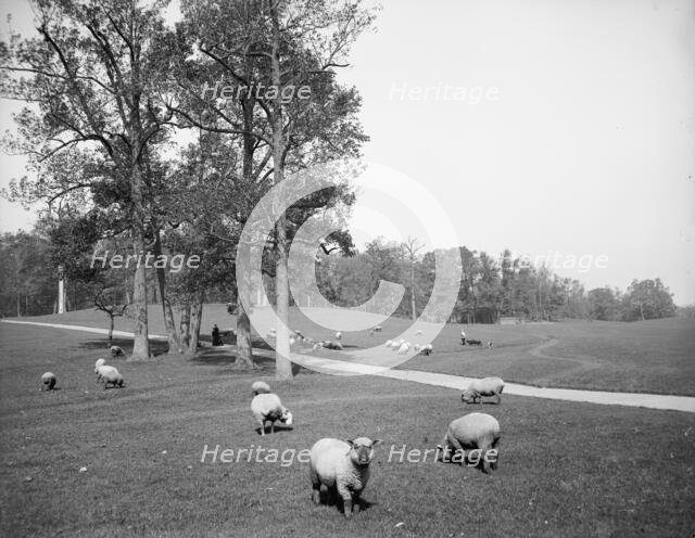 Sheep in Prospect Park, Brooklyn, N.Y., between 1900 and 1905. Creator: Unknown.