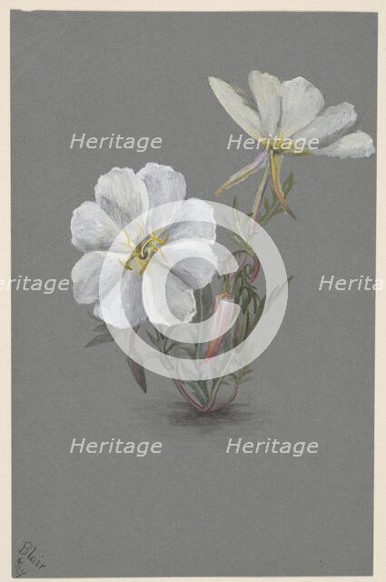 Giant Helleborine (Epipactia gigantea), ca. 1880. Creator: Mary Vaux Walcott.