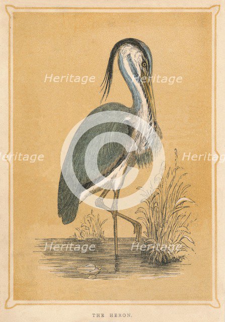 'The Heron', (Ardeidae), c1850, (1856). Artist: Unknown.