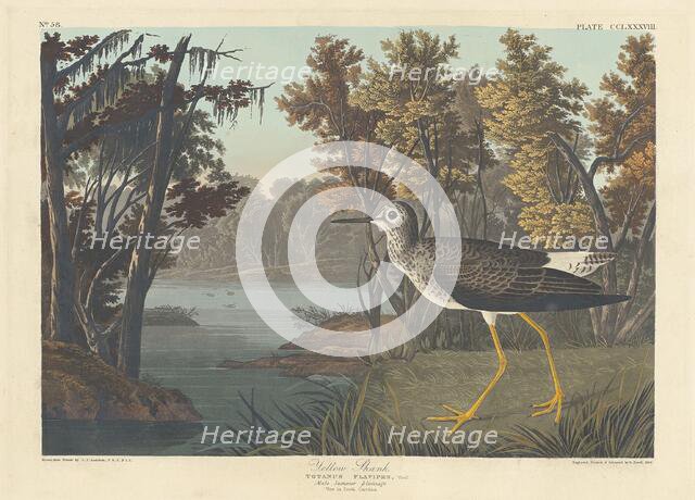 Yellow Shank, 1836. Creator: Robert Havell.