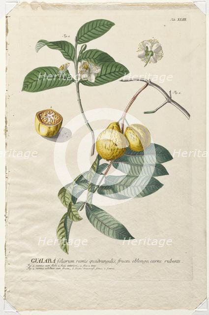 Plantae Selectae: No. 43 - Guaiaba. Creator: Georg Dionysius Ehret (German, 1708-1770); Christopher Jacob Trew (German).
