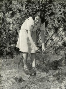 'At Work in Her Garden - Windsor, 1941', 1947. Creator: Unknown.