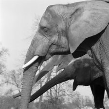 Elephants, London Zoo, Regent's Park, Westminster, London, c1964. Artist: John Gay.