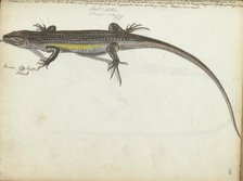 Land and water lizard, 1785. Creator: Jan Brandes.