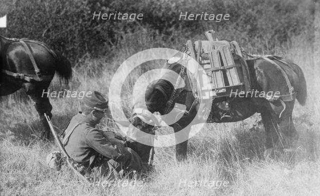 Pony carrying French Mitrailleuse, between c1914 and c1915. Creator: Bain News Service.