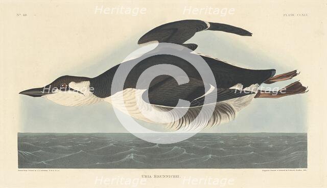 Uria Brunnichii, 1835. Creator: Robert Havell.