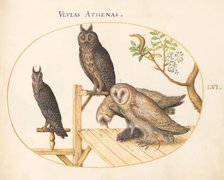 Animalia Volatilia et Amphibia (Aier): Plate LVI, c. 1575/1580. Creator: Joris Hoefnagel.