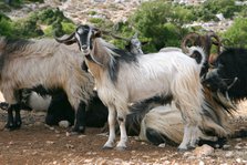 Goats, Kefalonia, Greece.