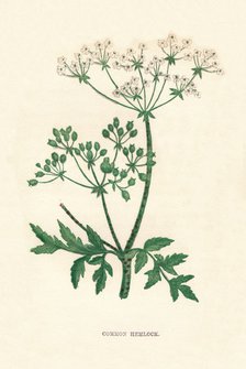 'Common Hemlock', c1891, (1891). Artist: Anne Pratt.