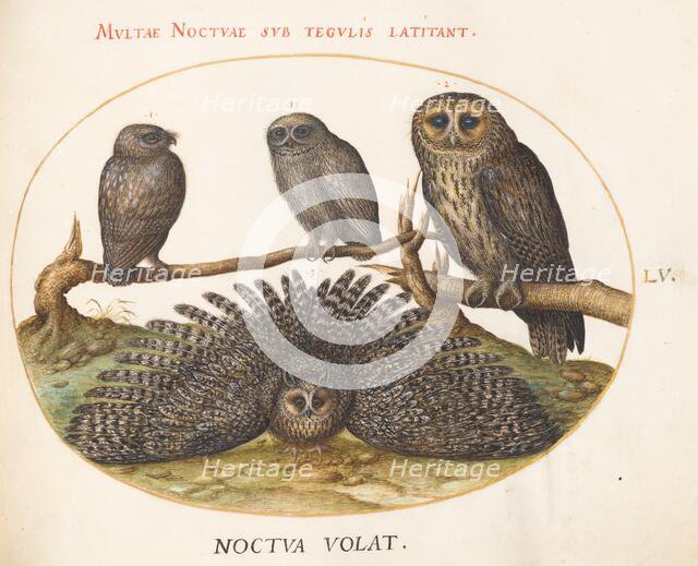 Animalia Volatilia et Amphibia (Aier): Plate LV, c. 1575/1580. Creator: Joris Hoefnagel.