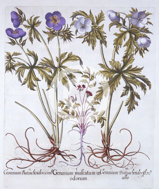 Variations of Geranium, from 'Hortus Eystettensis', by Basil Besler (1561-1629), pub. 1613 (hand-col