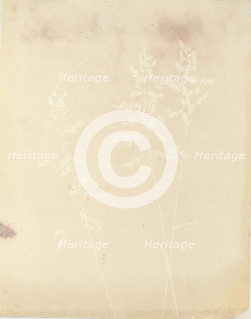 Graminacea, 1839-40. Creator: William Henry Fox Talbot.