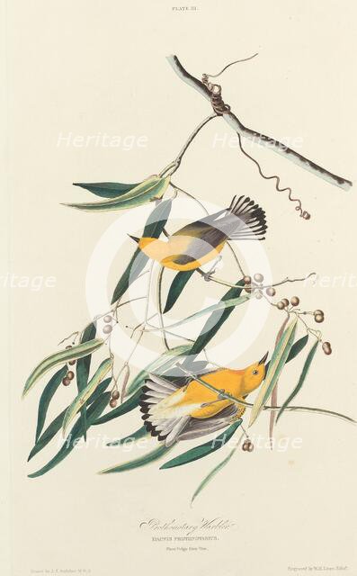 Prothonotary Warbler, 1827. Creator: William Home Lizars.