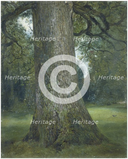 Study of the Trunk of an Elm Tree, c. 1824. Artist: Constable, John (1776-1837)