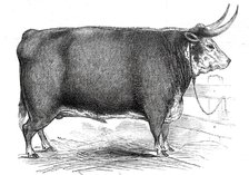 Mr. R.M. Layton's 4 yrs. 8 mo. old Hereford ox...1845. Creator: Unknown.