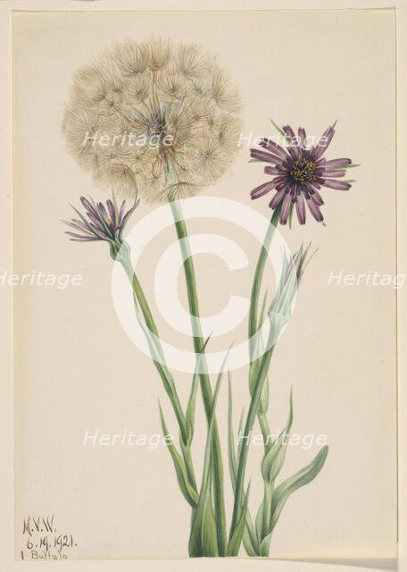 Salsify (Tragopogon porrifolius), 1921. Creator: Mary Vaux Walcott.