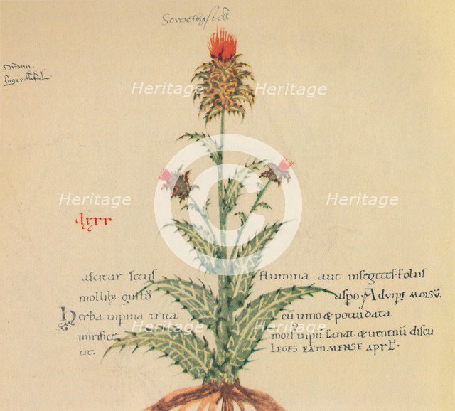 'Sow Thistle', 1947. Artist: Unknown.