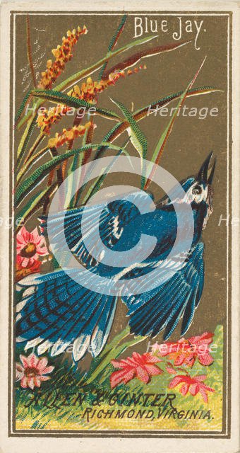 Blue Jay, from the Birds of America series (N4) for Allen & Ginter Cigarettes Brands, 1888. Creator: Allen & Ginter.