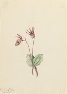 Calypso (Cytherea bulbosa), 1916. Creator: Mary Vaux Walcott.