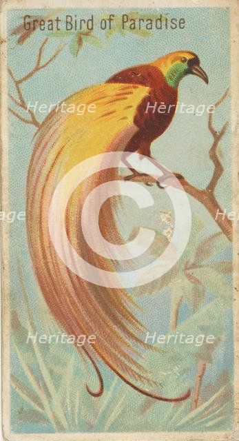 Great Bird of Paradise, from the Birds of the Tropics series (N5) for Allen & Ginter Cigar..., 1889. Creator: Allen & Ginter.