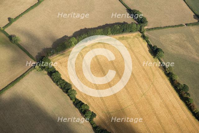 Large, likely prehistoric, enclosure crop mark, near Churchstanton, Somerset, 2018. Creator: Historic England Staff Photographer.