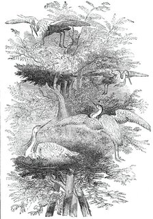 Heronry in Cobham Park, 1844. Creator: Unknown.