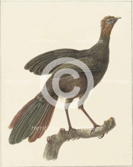 Crested guan (Penelope Purpurascens), 1759-1842. Creator: Pieter Bartholomeusz. Barbiers.