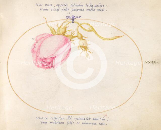 Plate 29: Pink Rose and Rosebud, c. 1575/1580. Creator: Joris Hoefnagel.