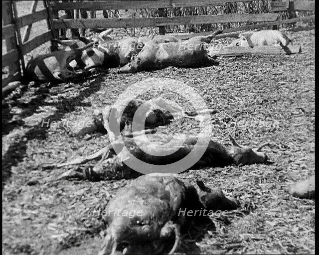 Herds of Cows Suffering And Dying Because of Industrialisation, 1932. Creator: British Pathe Ltd.