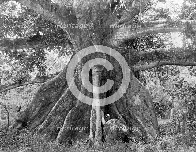 Tom Cringle's Cotton Tree, Spanish Town Road, Jamaica, c1905.Artist: Adolphe Duperly & Son