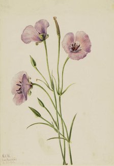 Lilac Mariposa (Calochortus splendens), 1926. Creator: Mary Vaux Walcott.