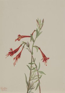 California Fuschia (Zauschneria californica), 1936. Creator: Mary Vaux Walcott.