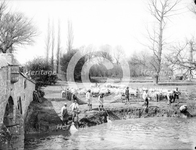 Group of shepherds washing their sheep in the river, Radcot Bridge, Oxfordshire, 1885. Artist: Henry Taunt