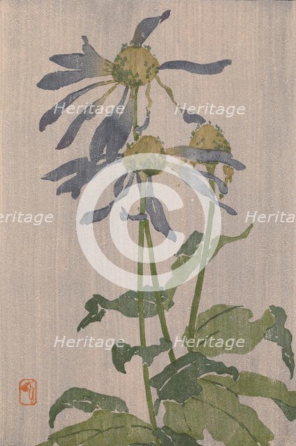 Purple Daisy (also known as Chrysanthème Simple), 1907-1909. Creator: Edna Boies Hopkins.