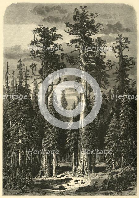 'Big Trees - Mariposa Grove', 1872.  Creator: John Filmer.