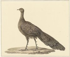 Grey peacock, 1759-1842. Creator: Pieter Bartholomeusz. Barbiers.