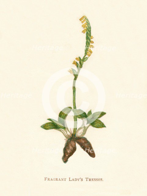 'Fragrant Lady's Tresses', c1891, (1891). Artist: Anne Pratt.