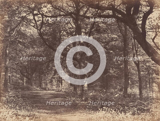 Wood-scene, Norton, Cheshire, 1856. Creator: Thomas Davies.